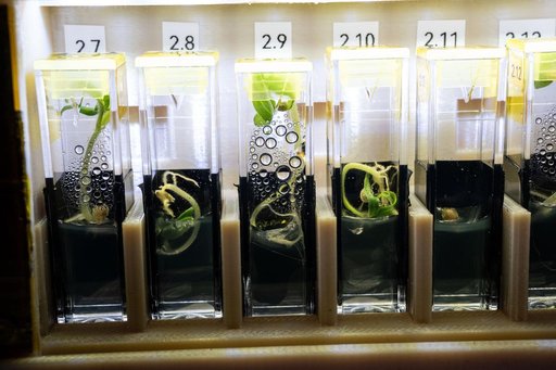 Genetically modified, extemely dwarf tomato plants grow aboard the International Space Station