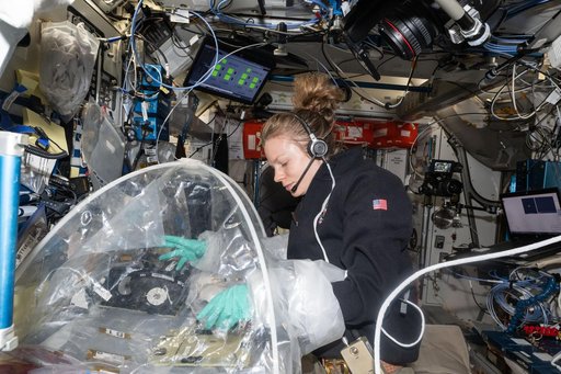 NASA astronaut Zena Cardman treats bioprinted liver tissues inside a portable glovebag