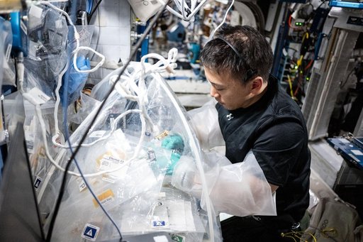 NASA astronaut Jonny Kim treats bioprinted liver tissues in a portable glovebag