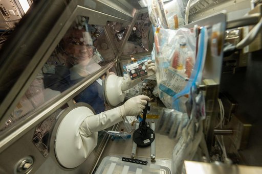 NASA astronaut Jessica Meir processes stem cell samples inside the Life Science Glovebox