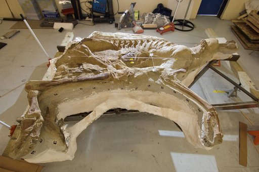 Dinosaur Fossil, Leonardo, at Ellington Field
