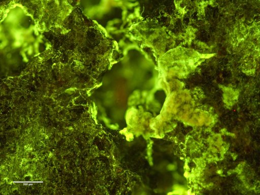 Microscopic image of biofilm on rock in BioRock experiment