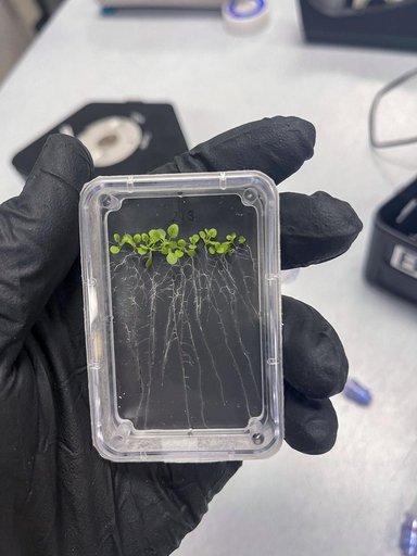 MVP Plant-01