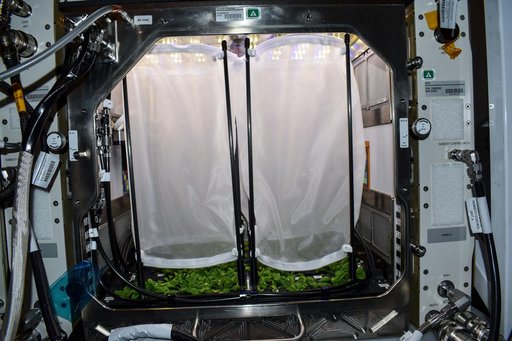 Plant Habitat-03
