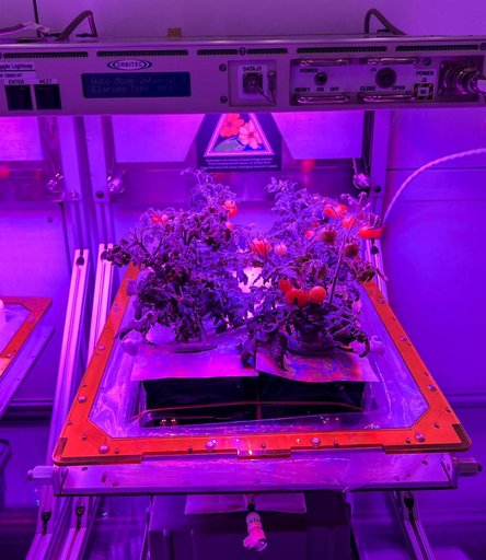 ‘Red Robin’ dwarf tomato growing in tomato growing in Veggie hardware at the Kennedy Space Center