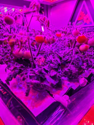 ‘Red Robin’ dwarf tomato growing in Veggie hardware