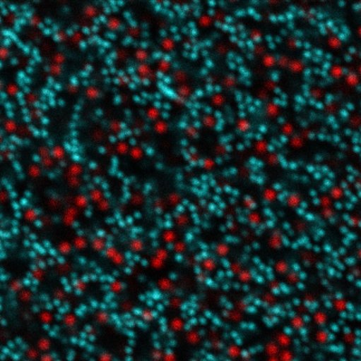 Bimodal Colloid Preflight Imagery