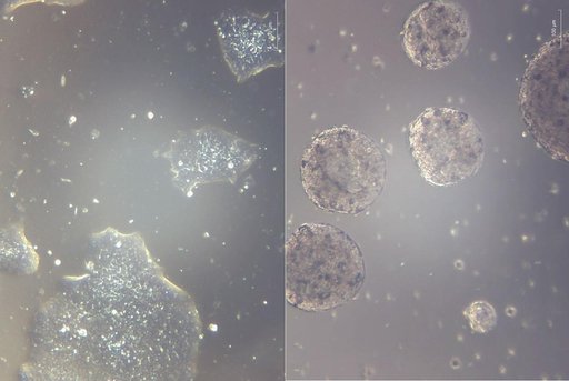 jsc2025e007240