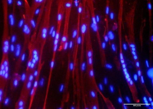 Myogenesis - ISRO