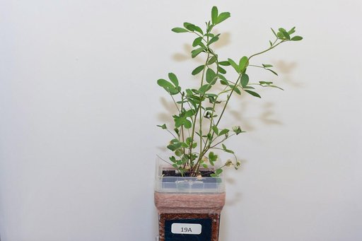 Alfalfa