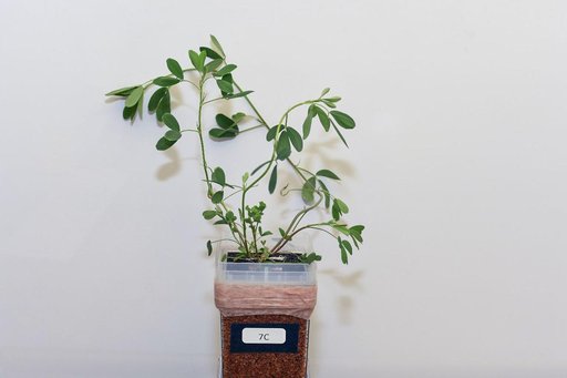 Alfalfa