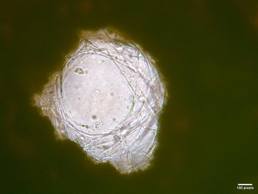 jsc2026e017237
