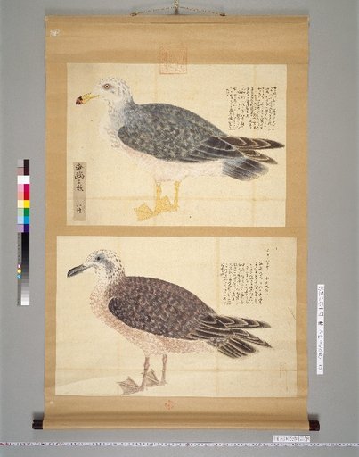 Sketches of Birds, Beasts, and Fish: The Gull