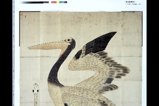 [Illustration of the Galan Bird]