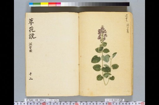 Treatise on Grasses and Flowers, Volume 3, Scroll 12: Wetland Grasses