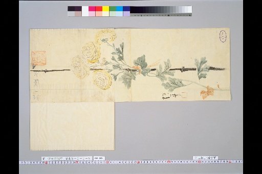 Hōitsu's Drafts for Various Subjects [Chrysanthemums]
