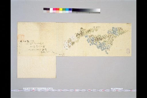 Hōitsu's Drafts for Various Subjects [Asters]