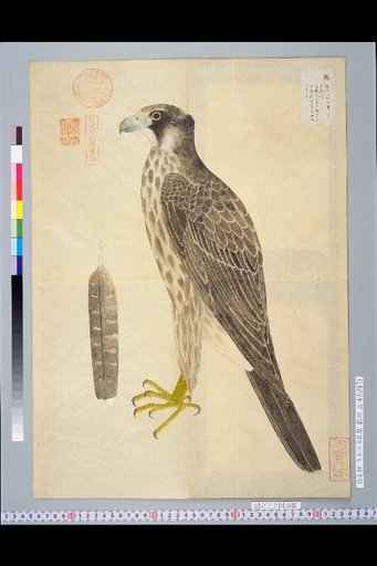 [Bird Sketching Illustrations] Image of the Goshawk