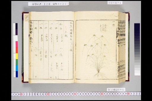 Illustrated Compendium of Materia Medica, Volume 1, Scroll 11: Fragrant Herbs, Lower, Upper