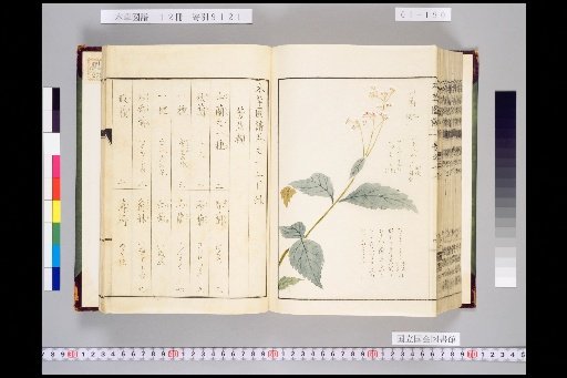 Illustrated Compendium of Materia Medica, Volume 1, Scroll 12: Fragrant Herbs, Lower, Lower