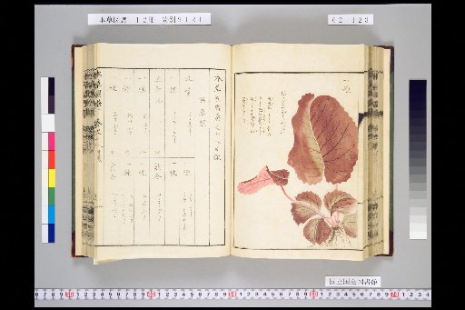 Illustrated Compendium of Materia Medica, Volume 2, Scroll 18: Lowland Herbs, Part 6