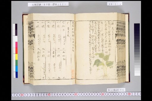 Illustrated Compendium of Materia Medica, Volume 3, Scroll 25: Climbing Herbs, Part 1