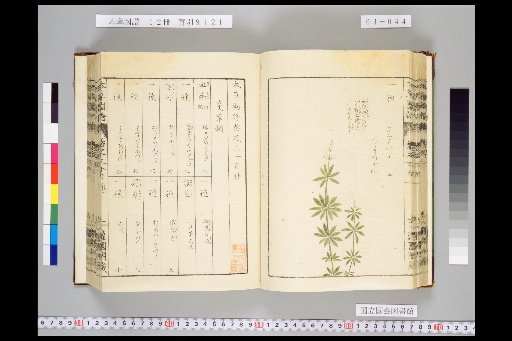 Illustrated Compendium of Materia Medica, Volume 4, Scroll 30: Climbing Herbs, Part 6
