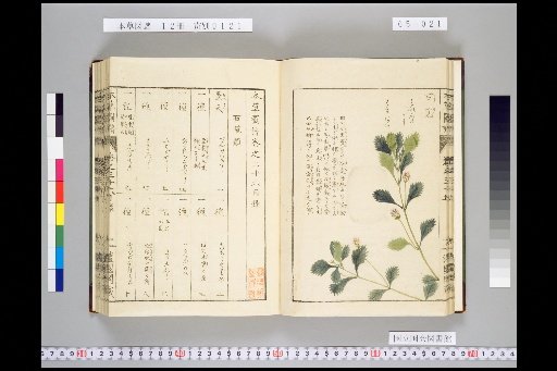 Illustrated Compendium of Materia Medica, Volume 5, Scroll 36: Stony Herbs, Part 2
