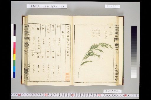 Honsō Zupō, Volume 6, Scroll 41: Grains 2