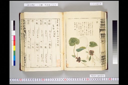 Honsō Zupō, Volume 7, Scroll 48: Vegetables, Soft and Smooth 1