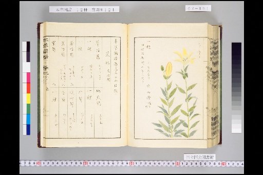 Honsō Zupō, Volume 7, Scroll 52: Vegetables, Soft and Smooth 5