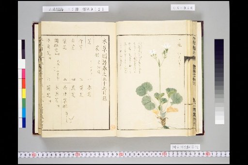 Honsō Zupō, Volume 8, Scroll 55: Vegetables, Grasses 1