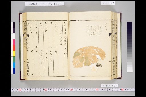 Honsō Zupō, Volume 8, Scroll 58: Vegetables, Grasses 4