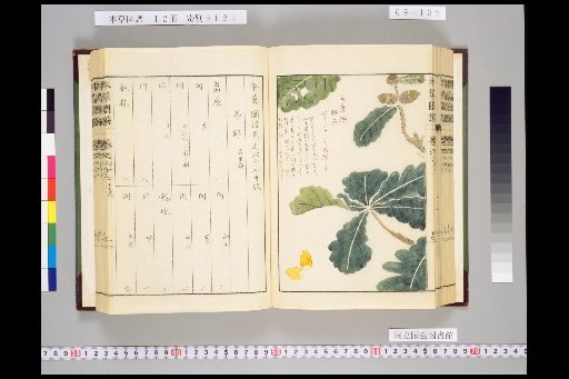 Honsō Zupō, Volume 9, Scroll 67: Fruits, Barbarian Fruits 1