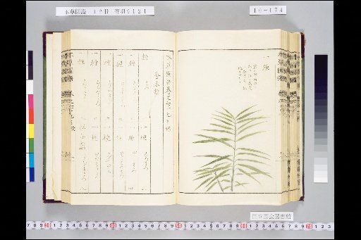 Honsō Zuppu, Volume 10, Scroll 79: Fragrant Woods, Part 3