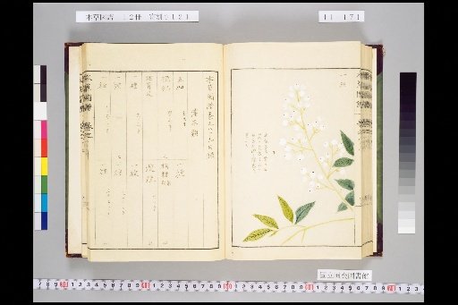 Honsō Zuppu, Volume 11, Scroll 89: Shrubs, Part 3