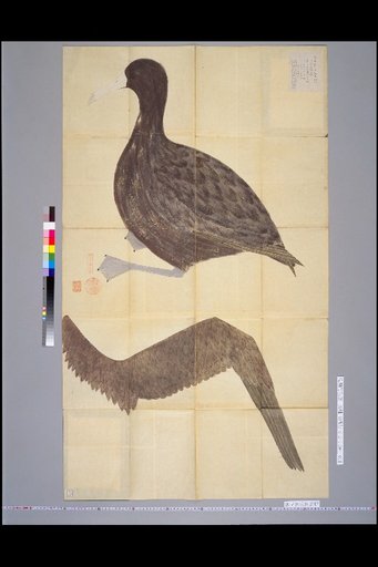 [Bird Sketches] Shintenryoku