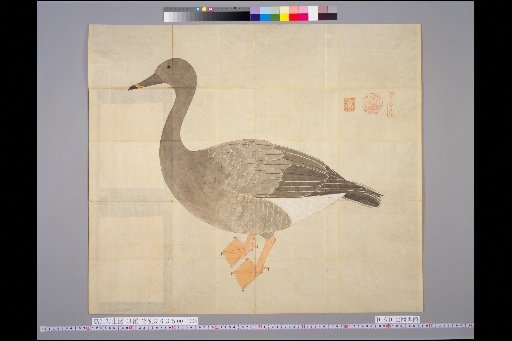 [Bird Sketches] Picture of the Bean Goose