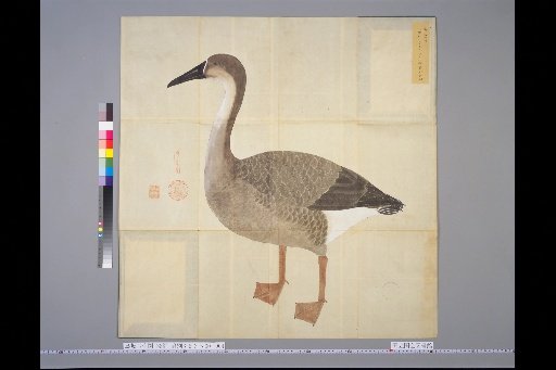 [Bird Sketches] Satsura Hishikibi