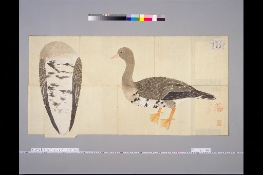 [Bird Sketches] Picture of the Wild Goose