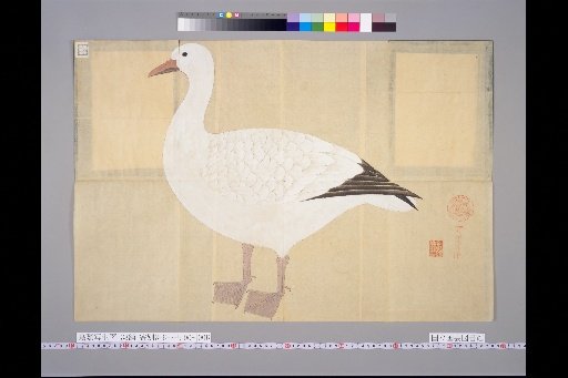 [Bird Sketches] White Goose