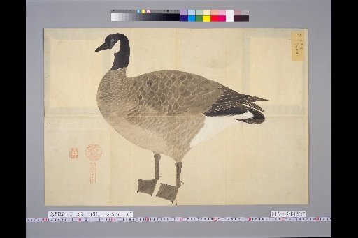 [Bird Sketches] Forty Geese