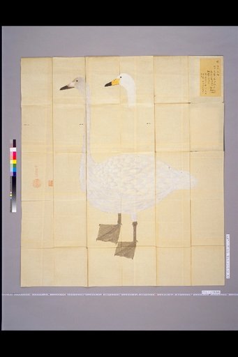 [Bird Sketches] Swan