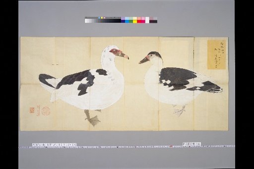 [Bird Sketches] Mandarin Duck