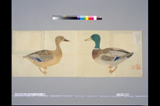 [Bird Sketches] Picture of the True Dabbling Duck