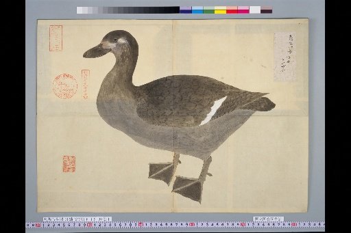[Bird Sketches] A Species of Dabbling Duck, Japanese Name Kurokamo