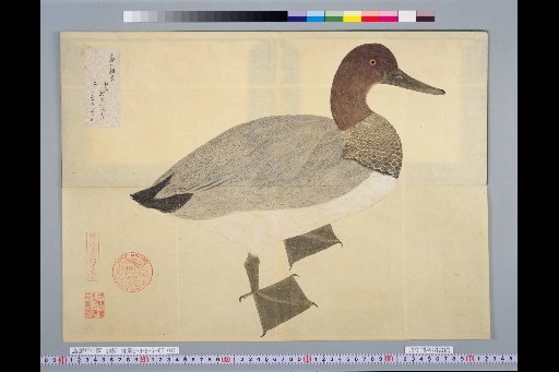 [Bird Sketches] A Species of Dabbling Duck, Japanese Name Potsuhashiro