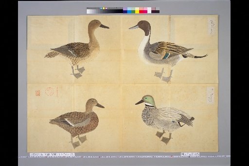 [Bird Sketches] Two Varieties of Dabbling Ducks