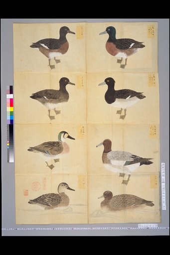 [Bird Sketches] Four Varieties of Dabbling Ducks