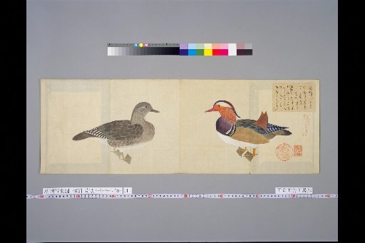 [Bird Sketches] Picture of the Keichoku